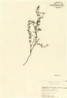 藏品(銀豆屬)的圖片